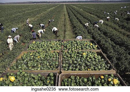 Agricultural workers View Large Photo Image Stock Photography - Agricultural workers . Fotosearch
