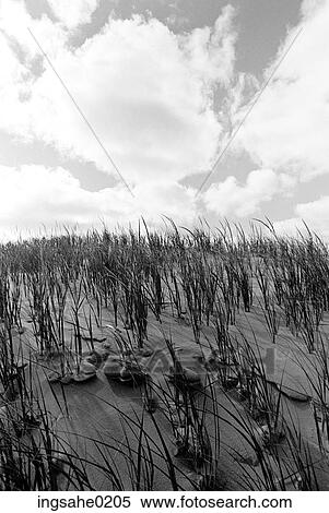 Stock Photography - Beach grass on sand dune . Fotosearch