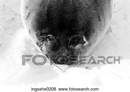 Black seal on ice View Large Photo Image Stock Photo - Black seal on ice . Fotosearch