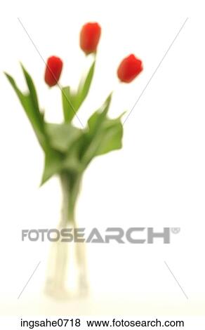 Blurred vase of tulips View Large Photo Image Stock Photo - Blurred vase of tulips. Fotosearch