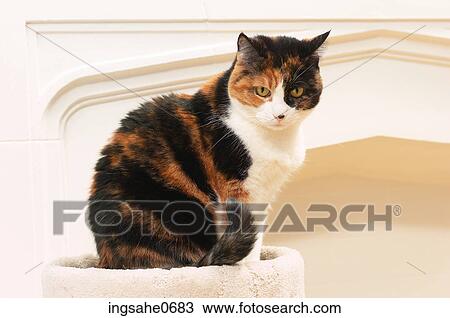 Cat sitting beside white mantle View Large Photo Image Stock Image - Cat sitting beside white mantle. Fotosearch