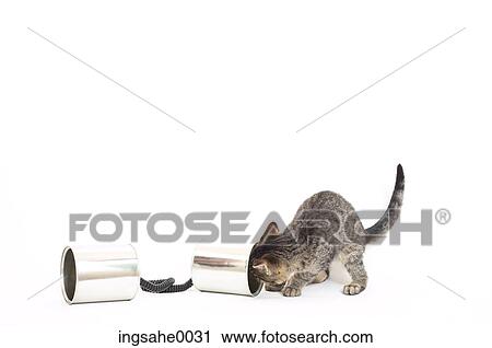 Cat with toy 0003 View Large Photo Image Stock Image - Cat with toy 0003. Fotosearch
