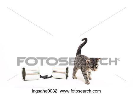 Stock Image - Cat with toy 0004. Fotosearch