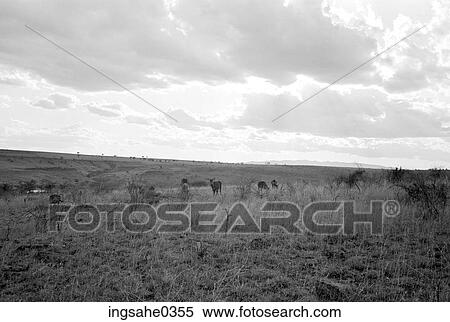 Cattle grazing View Large Photo Image Stock Photography - Cattle grazing . Fotosearch
