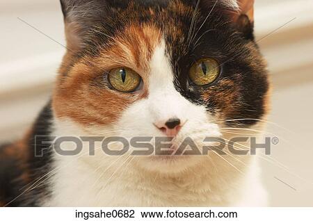 Close-up of cat's face 6 View Large Photo Image Stock Image - Close-up of cat's face 6. Fotosearch