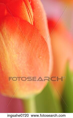 Close-up of dew on red flower petal 1 View Large Photo Image Stock Image - Close-up of dew on red flower petal 1. Fotosearch