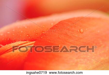 Close-up of dew on red flower petal View Large Photo Image Stock Photo - Close-up of dew on red flower petal. Fotosearch