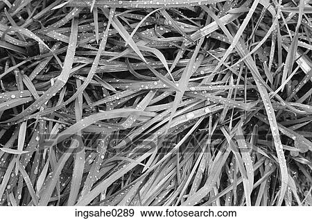 Stock Photo - Close up of grass with dew . Fotosearch