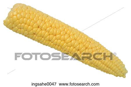 corn 6 View Large Photo Image Stock Photo - corn 6. Fotosearch