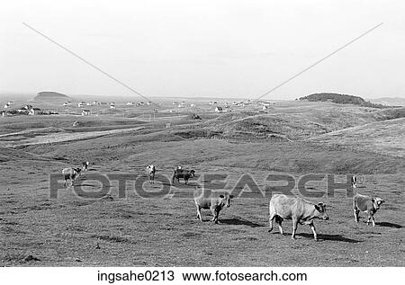 Cows walking in pasture View Large Photo Image Stock Image - Cows walking in pasture . Fotosearch