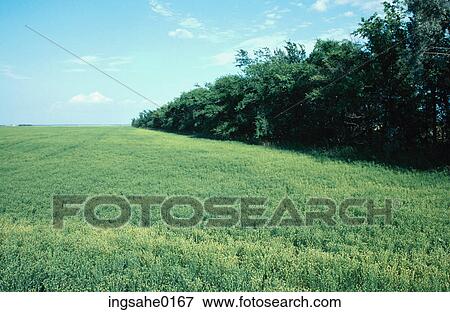 Stock Photo - Crop field and hedgerow . Fotosearch
