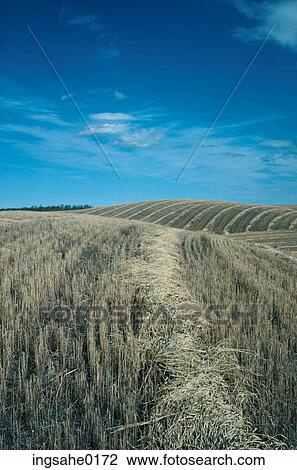 Stock Image - Crop field and sky . Fotosearch