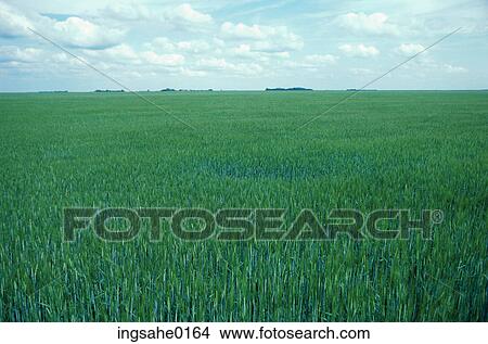 Crop field View Large Photo Image Picture - Crop field . Fotosearch