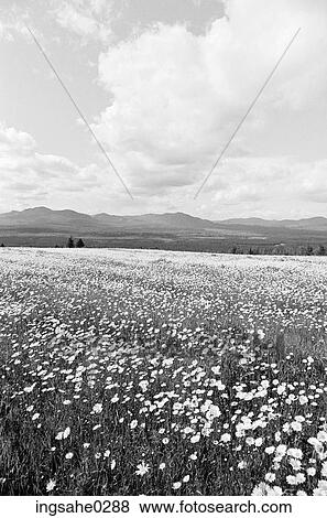 Stock Photo - Daisies in meadow . Fotosearch