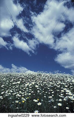 Daisies on hill with clouds View Large Photo Image Stock Photo - Daisies on hill with clouds . Fotosearch