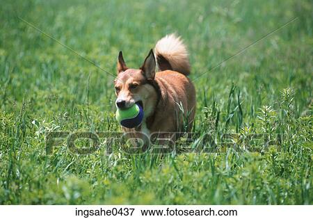 Dog 0001 View Large Photo Image Stock Photo - Dog 0001. Fotosearch