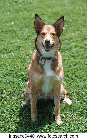 Dog 0005 View Large Photo Image Stock Image - Dog 0005. Fotosearch
