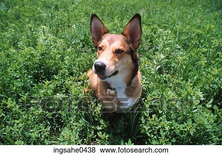 Dog 0015 View Large Photo Image Stock Photo - Dog 0015. Fotosearch