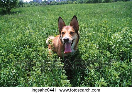 Dog in field 0001 View Large Photo Image Stock Image - Dog in field 0001. Fotosearch