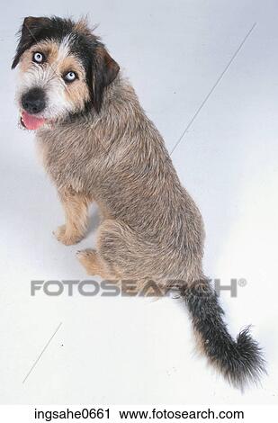 dog looking over shoulder View Large Photo Image Stock Image - dog looking over shoulder . Fotosearch