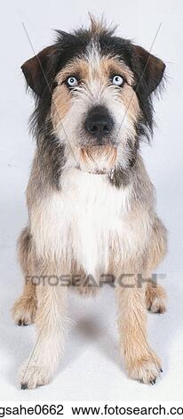 Stock Image - dog sitting up . Fotosearch