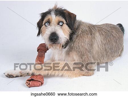 dog with bone View Large Photo Image Stock Image - dog with bone . Fotosearch
