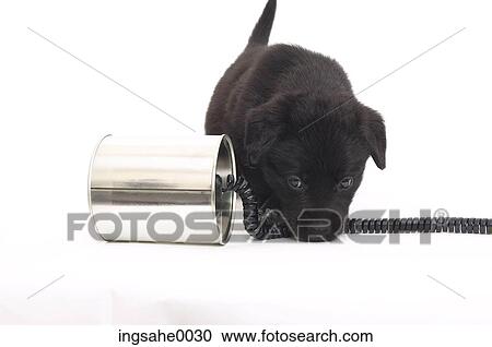 Stock Image - Dog with toy 0002. Fotosearch