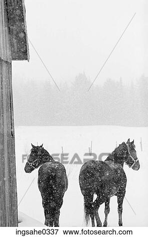 Draft horses in snow storm View Large Photo Image Stock Photo - Draft horses in snow storm . Fotosearch