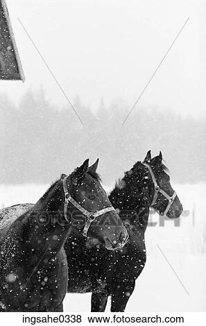 Draft horses in snow storm View Large Photo Image Stock Photo - Draft horses in snow storm . Fotosearch