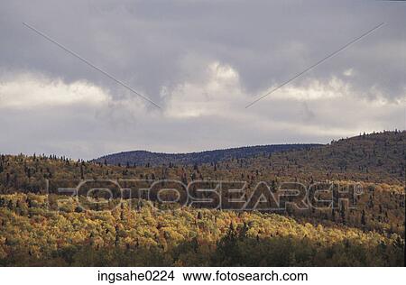 Forest and hills View Large Photo Image Picture - Forest and hills . Fotosearch