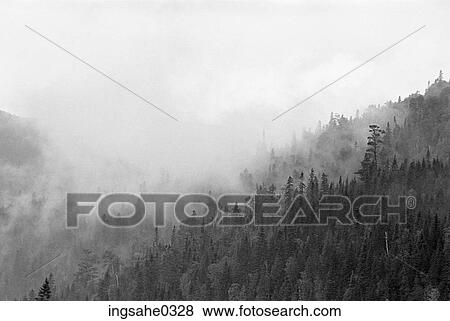 Forest in mist View Large Photo Image Stock Photo - Forest in mist . Fotosearch