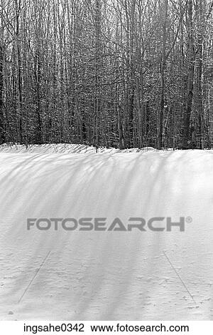 Forest on hill with snow View Large Photo Image Stock Image - Forest on hill with snow . Fotosearch