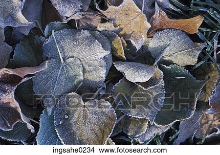 Frost covered leaves View Large Photo Image Picture - Frost covered leaves . Fotosearch