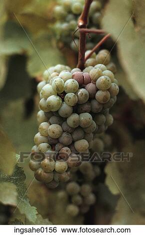 Grapes on vine View Large Photo Image Stock Photograph - Grapes on vine . Fotosearch