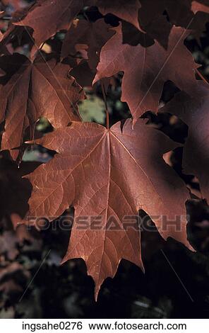 Maple leaves in Fall View Large Photo Image Stock Photograph - Maple leaves in Fall . Fotosearch