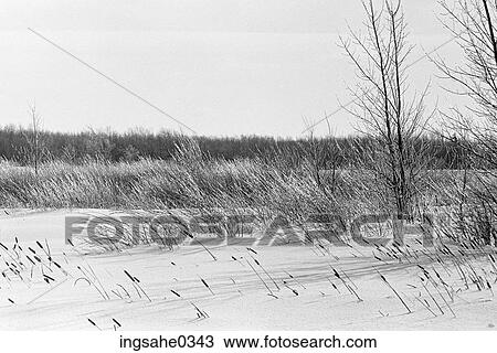 Meadow with snow View Large Photo Image Stock Image - Meadow with snow . Fotosearch