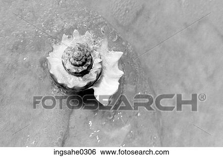 Nautilus shell in water View Large Photo Image Stock Photograph - Nautilus shell in water . Fotosearch