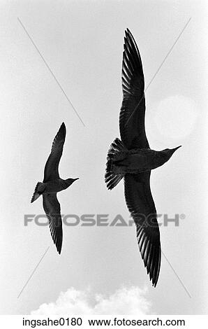 Parent and child seagull flying View Large Photo Image Stock Image - Parent and child seagull flying . Fotosearch