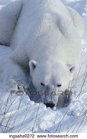 Polar bear View Large Photo Image Stock Image - Polar bear . Fotosearch