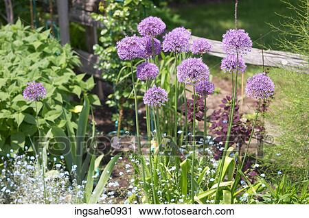 Purple chive flowers in garden View Large Photo Image Stock Image - Purple chive flowers in garden. Fotosearch