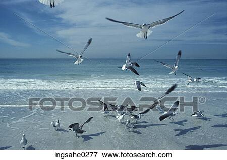 Sea gull flying on beach View Large Photo Image Stock Photo - Sea gull flying on beach . Fotosearch