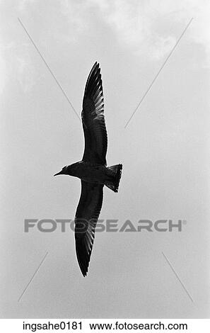 Seagull flying View Large Photo Image Stock Image - Seagull flying . Fotosearch