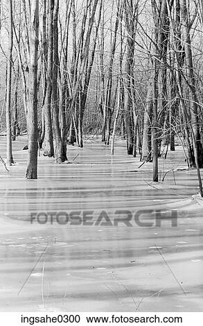 Swamp View Large Photo Image Stock Image - Swamp . Fotosearch