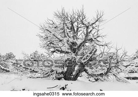 Tree covered with snow View Large Photo Image Stock Photography - Tree covered with snow . Fotosearch