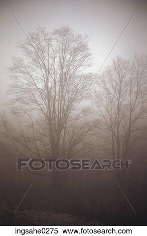 Stock Photography - Trees in fog . Fotosearch
