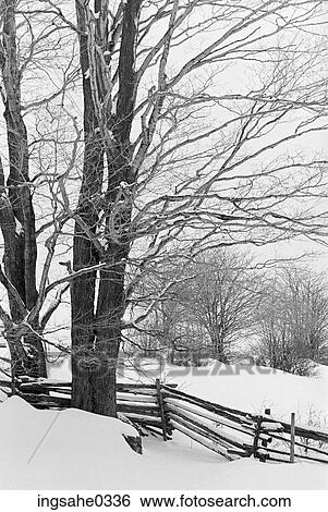 Trees View Large Photo Image Stock Photograph - Trees . Fotosearch