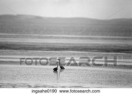 Stock Image - Two Great Blue herons wading . Fotosearch