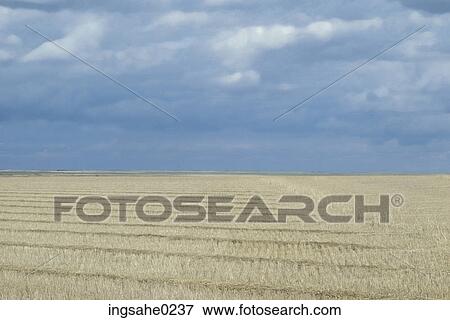 Wheat field under sky View Large Photo Image Stock Photo - Wheat field under sky . Fotosearch
