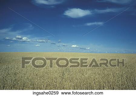 Wheat fields and clouds View Large Photo Image Stock Photo - Wheat fields and clouds . Fotosearch