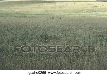Stock Photography - Wheat fields . Fotosearch